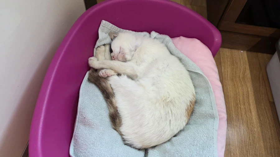 고양이)어지 실패한거 오늘 다시 시도함