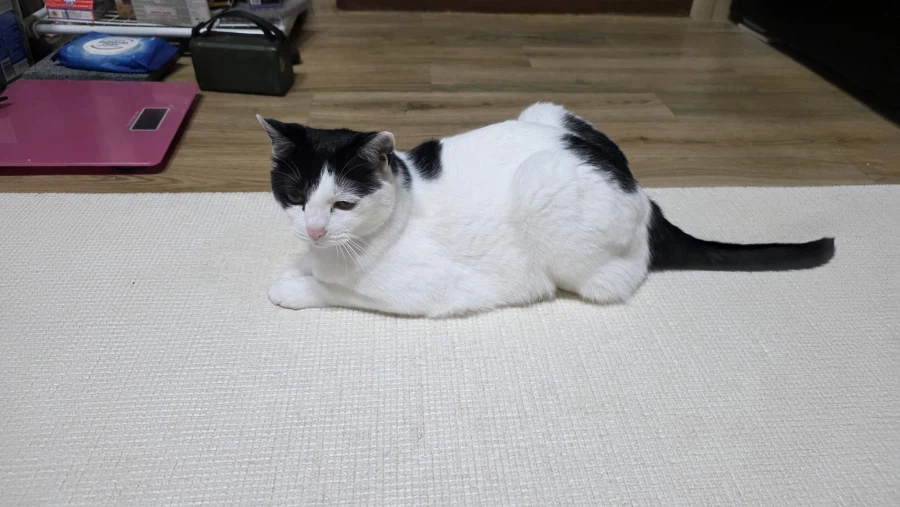 고양이)어지 실패한거 오늘 다시 시도함