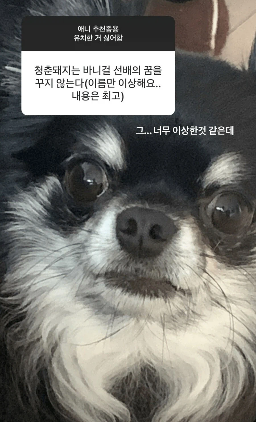 애니 추천 해달라던 러블리즈 서지수의 최후