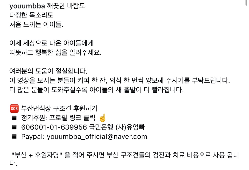 깨끗한 바람도 햇살도 사람의 다정한 손길도 처음 느끼는 강아지들