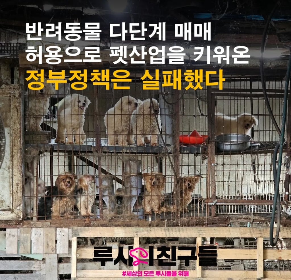 깨끗한 바람도 햇살도 사람의 다정한 손길도 처음 느끼는 강아지들