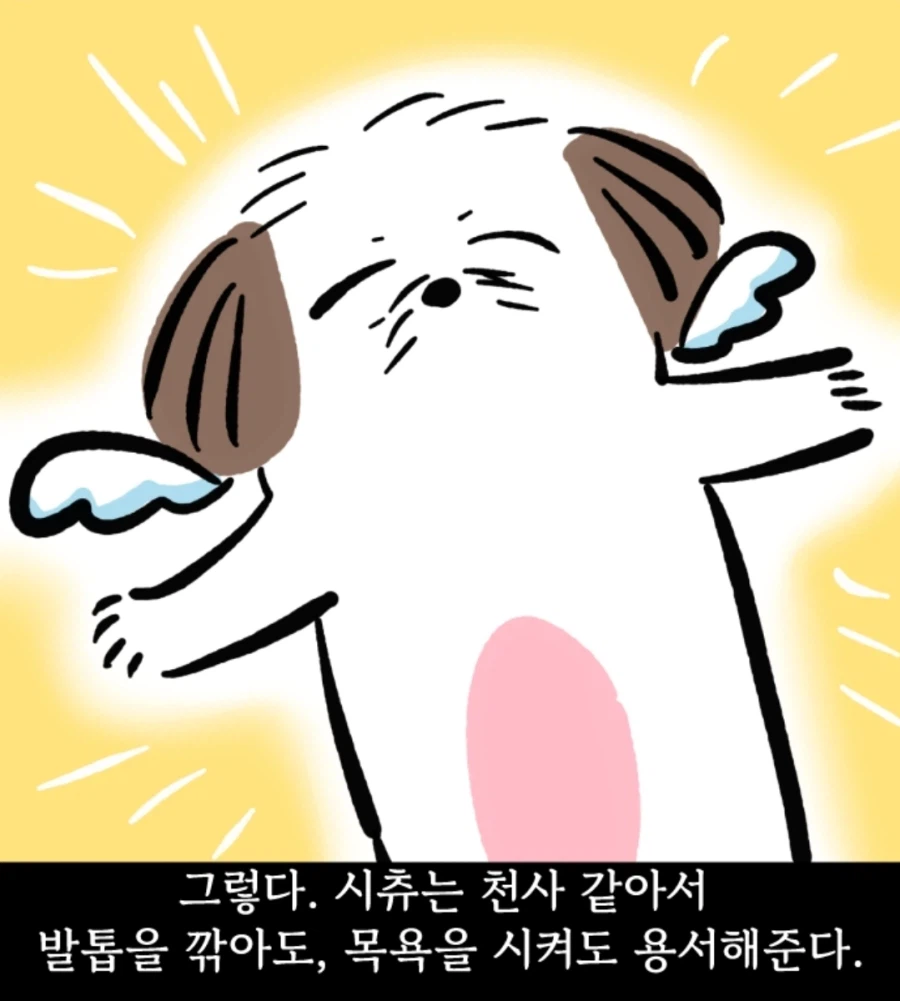 시츄는 얼마나 착한가 알아보는 만화