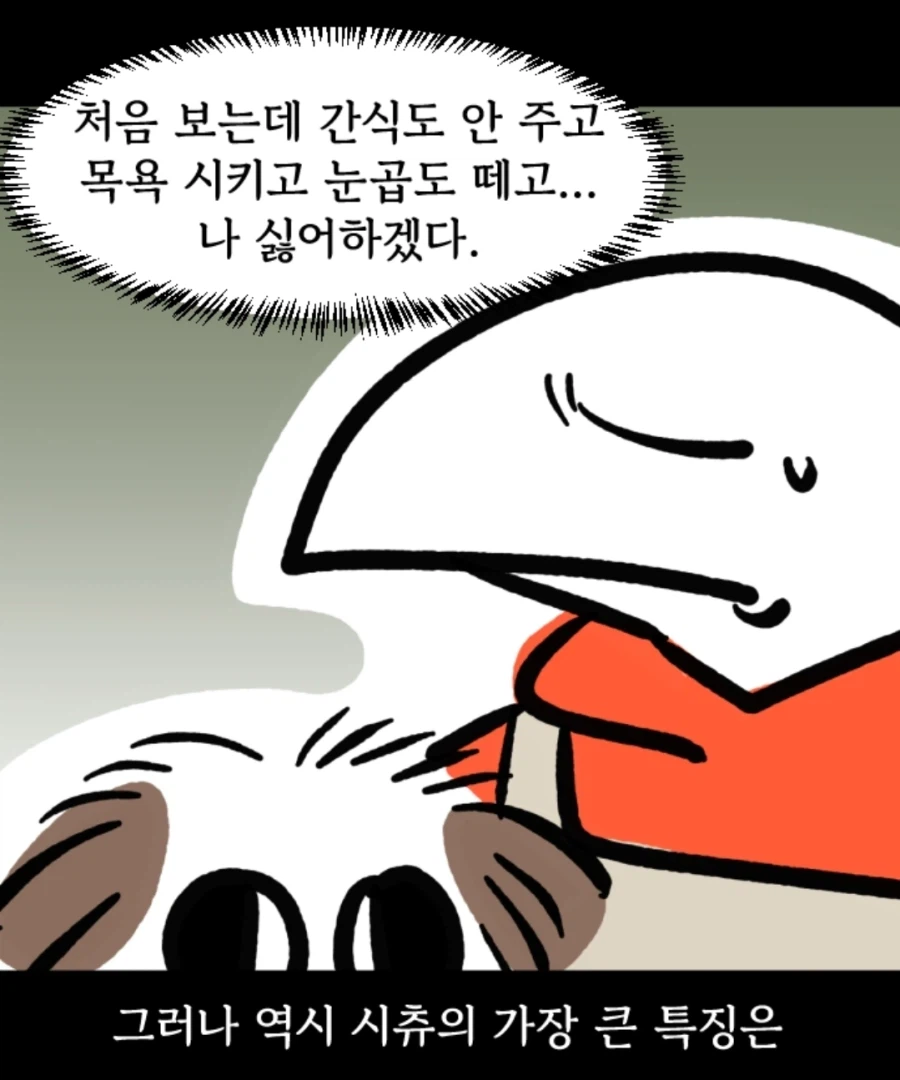 시츄는 얼마나 착한가 알아보는 만화