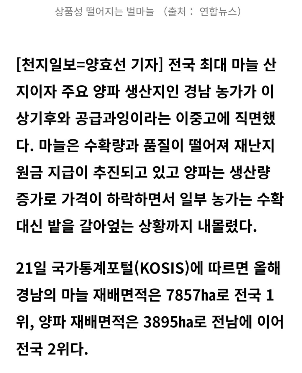 마늘은 녹고 양파는 갈아엎고… 경남 농가 덮친 '이상기후·공급과잉' 이중고