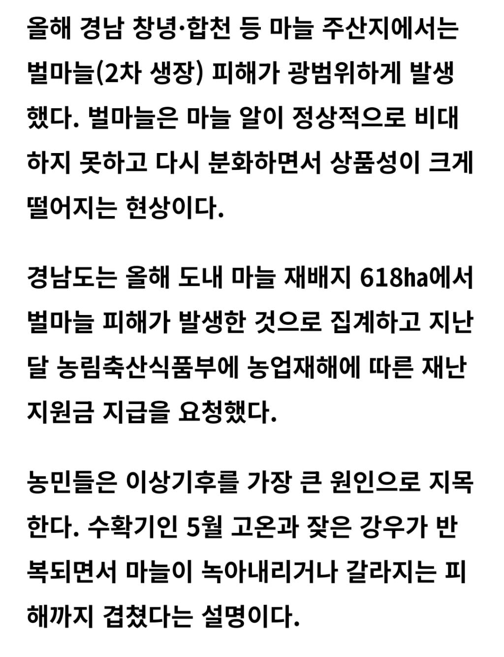 마늘은 녹고 양파는 갈아엎고… 경남 농가 덮친 '이상기후·공급과잉' 이중고