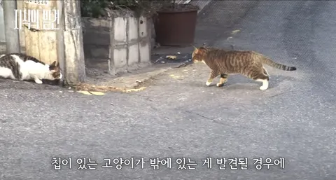 국힘, '반려묘도 내장칩 의무화' 개정안 발의. 그런데 민주당은?