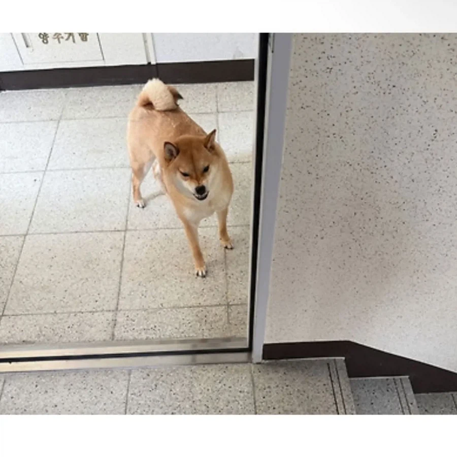 계단이 싫은 시바견.jpg