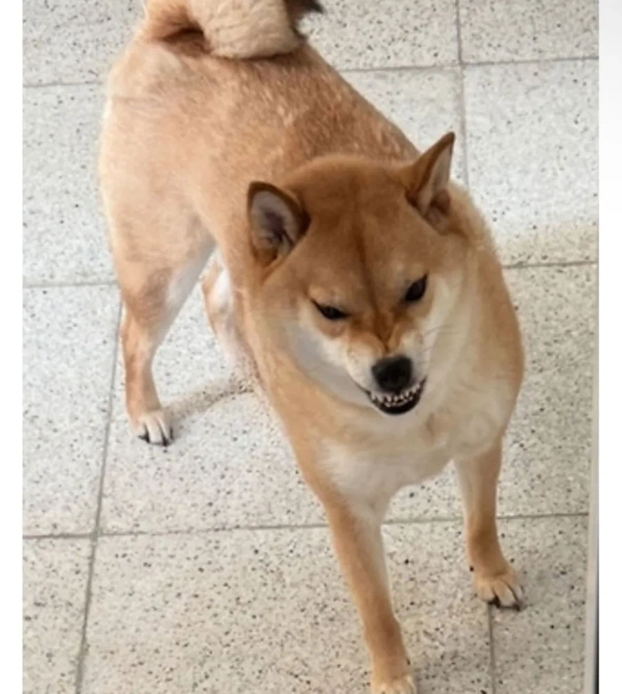 계단이 싫은 시바견.jpg