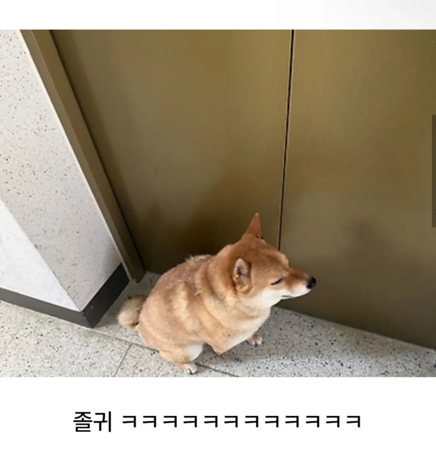 계단이 싫은 시바견.jpg