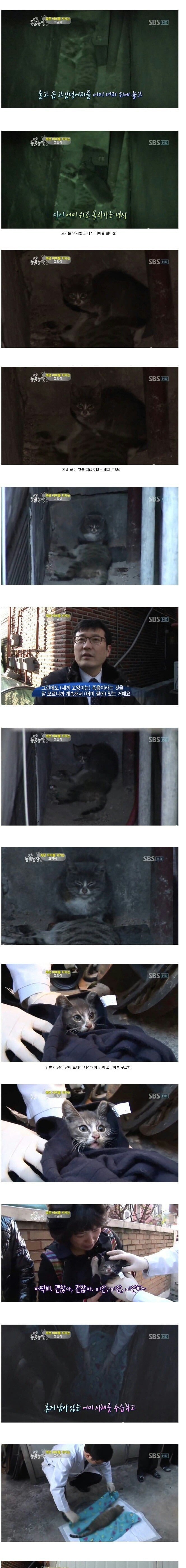 죽은 엄마 곁을 떠나지 않는 새끼 고양이