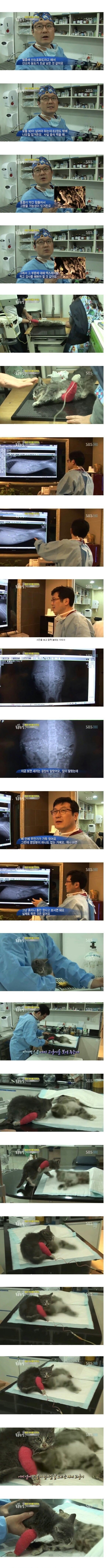 죽은 엄마 곁을 떠나지 않는 새끼 고양이