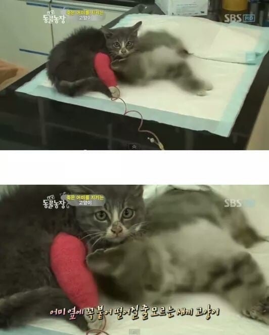 죽은 엄마 곁을 떠나지 않는 새끼 고양이