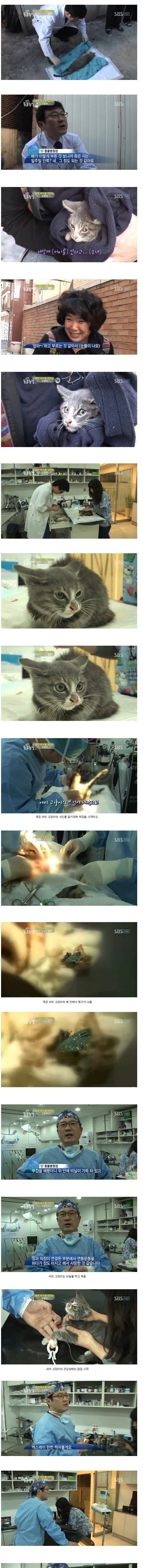 죽은 엄마 곁을 떠나지 않는 새끼 고양이