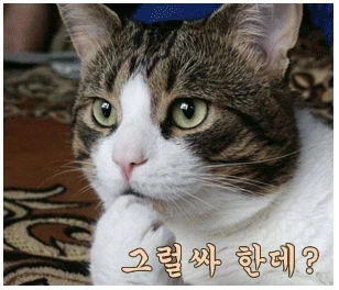 담배고양이) 어쩌면 복선일지도 모르는 거