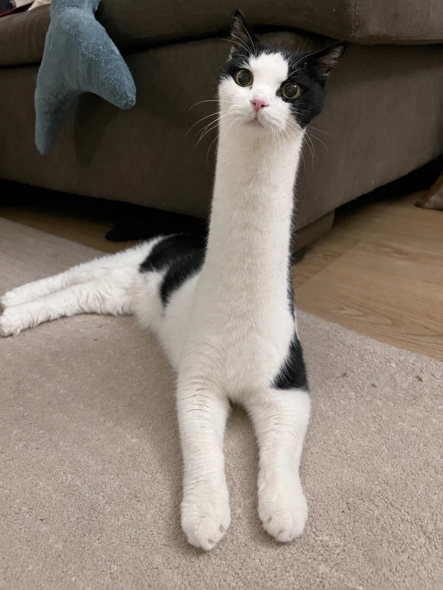 고양이 목을 늘리면?..