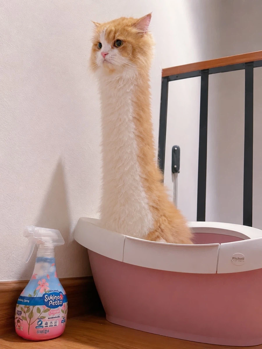 고양이 목을 늘리면?..