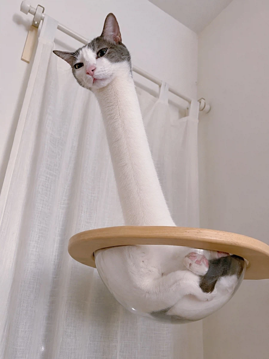 고양이 목을 늘리면?..