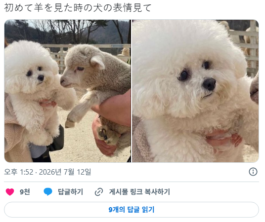 처음 양을 가까이에서 본 강아지 표정 ㅋㅋㅋㅋ