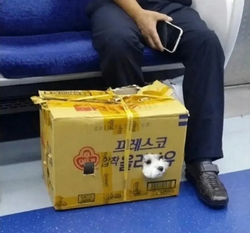 지하철에 강아지 애견가방 없이 탔는데 아무도 뭐라 안함