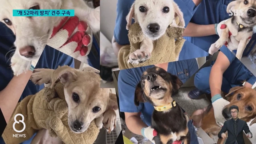 쓰레기로 뒤덮인 집에 반려견 수십 마리를 방치한 60대여성 구속
