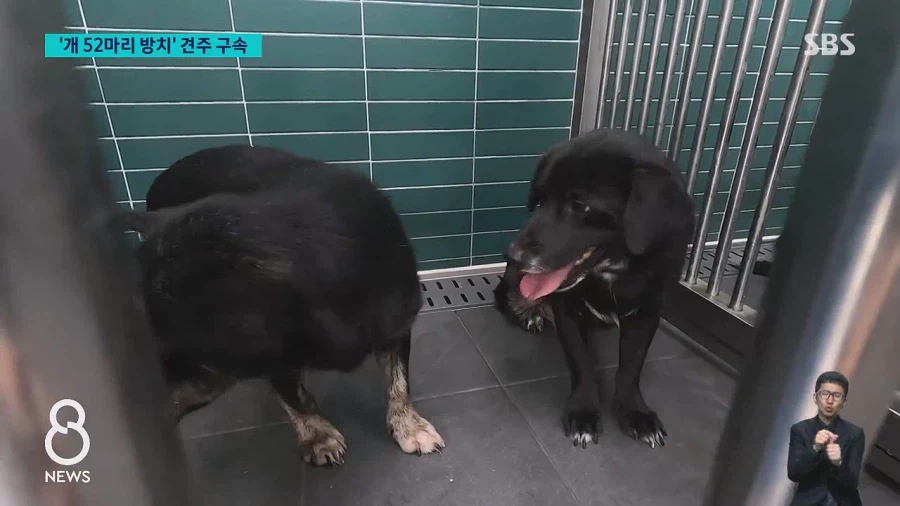 쓰레기로 뒤덮인 집에 반려견 수십 마리를 방치한 60대여성 구속