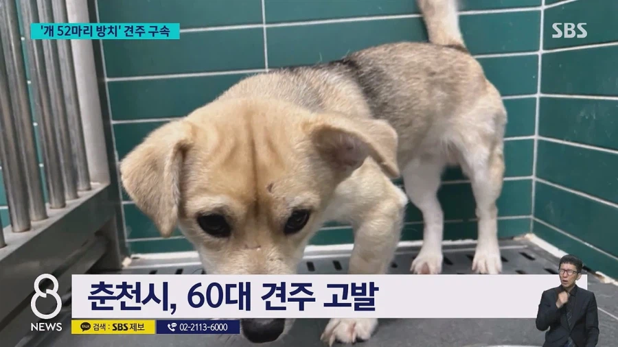 쓰레기로 뒤덮인 집에 반려견 수십 마리를 방치한 60대여성 구속