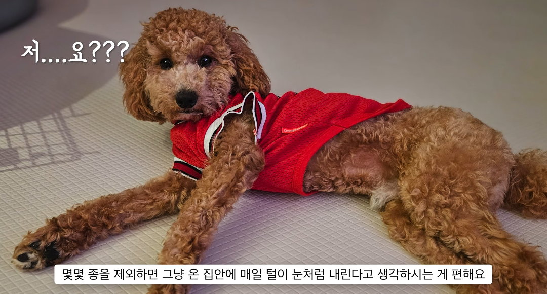 이거 다 감당가능하면 강아지 키워라.jpg