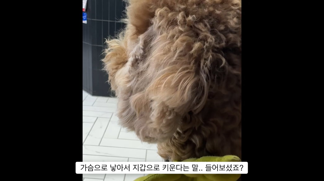 이거 다 감당가능하면 강아지 키워라.jpg