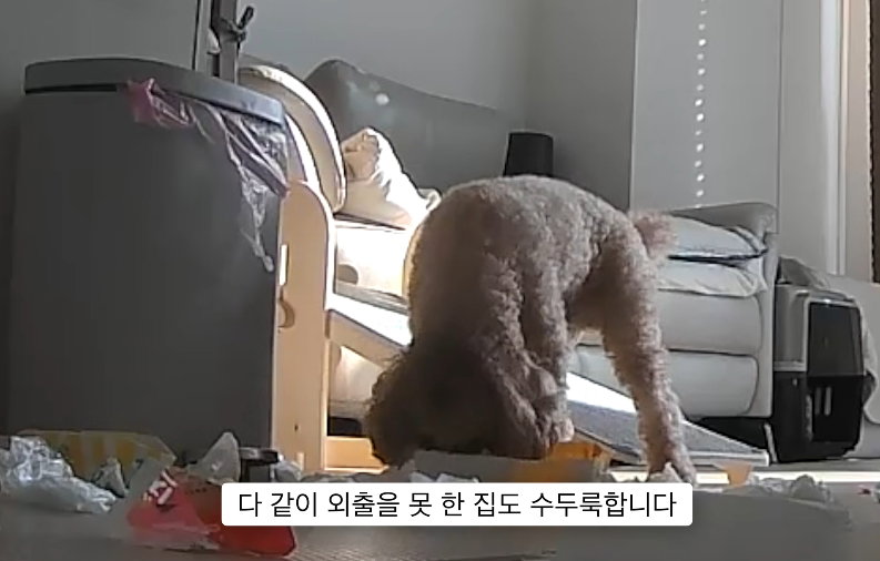 이거 다 감당가능하면 강아지 키워라.jpg