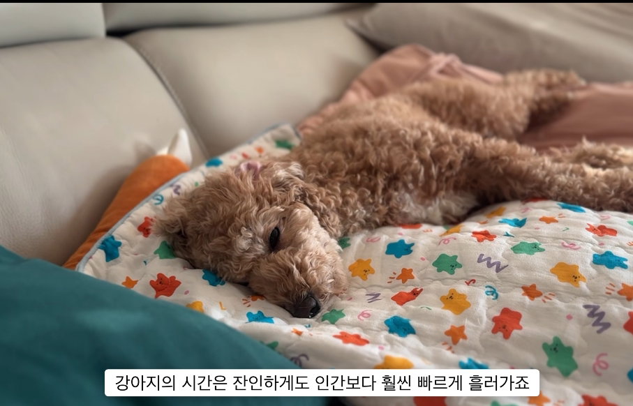 이거 다 감당가능하면 강아지 키워라.jpg