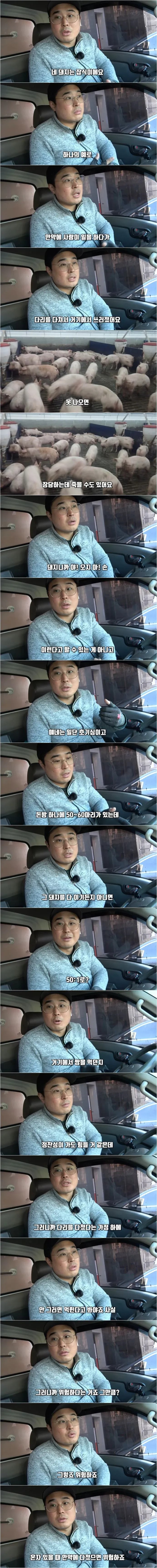 돼지 농장에서 종종 뼈다귀가 발견되는 이유