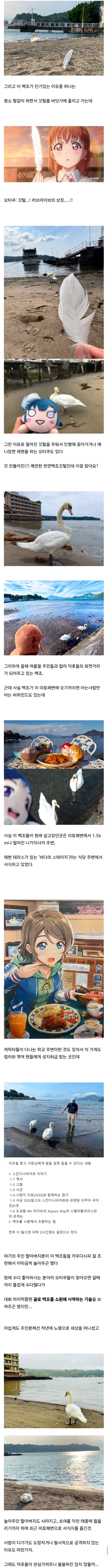 백조가 돌아다닌다고 화제인 일본 해수욕장ㄷㄷㄷㄷㄷ