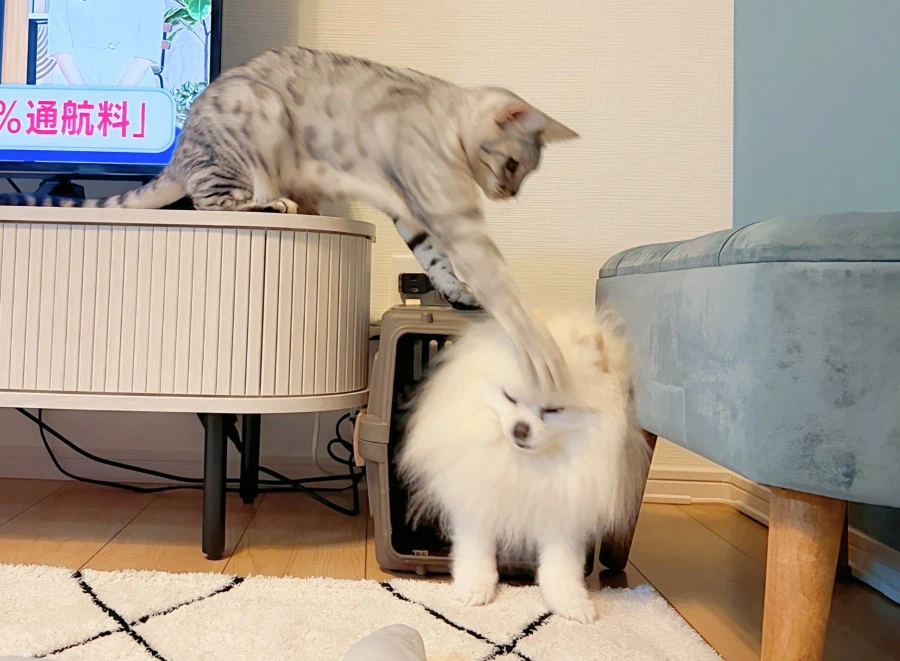 고양이 특.jpg