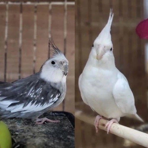 [원피스] 이무 = 앵무새 설이 도는 이유