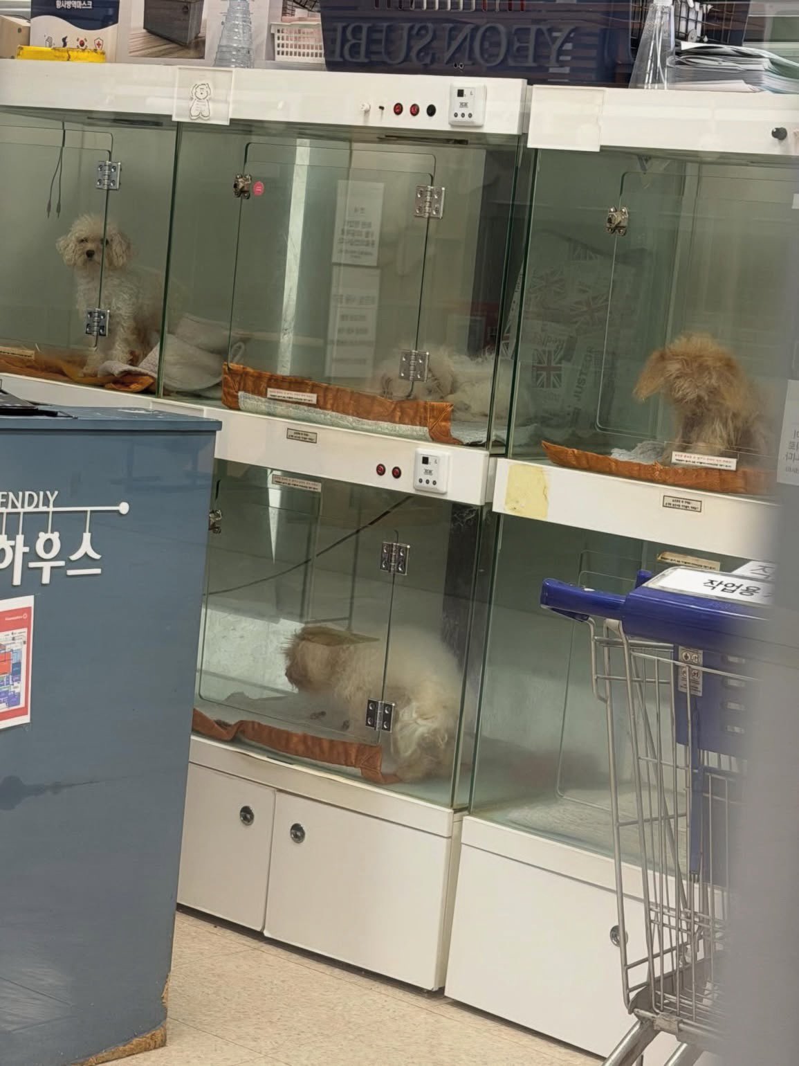 연수 홈플러스 펫샵 근황