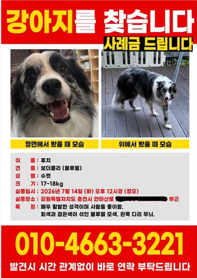 춘천 반려견 호텔링 중 사망 타임라인