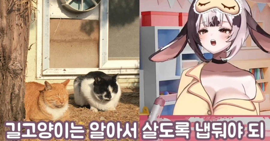 여성 방송인 "길고양이 너무 부둥거리는 거 안 좋아해"
