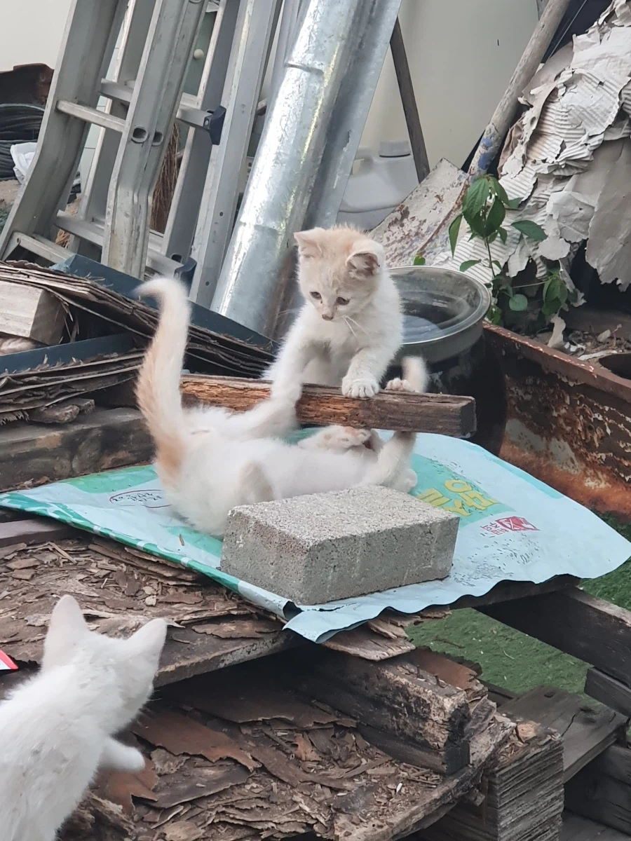 길 가다 찍은 고양이 사진인데