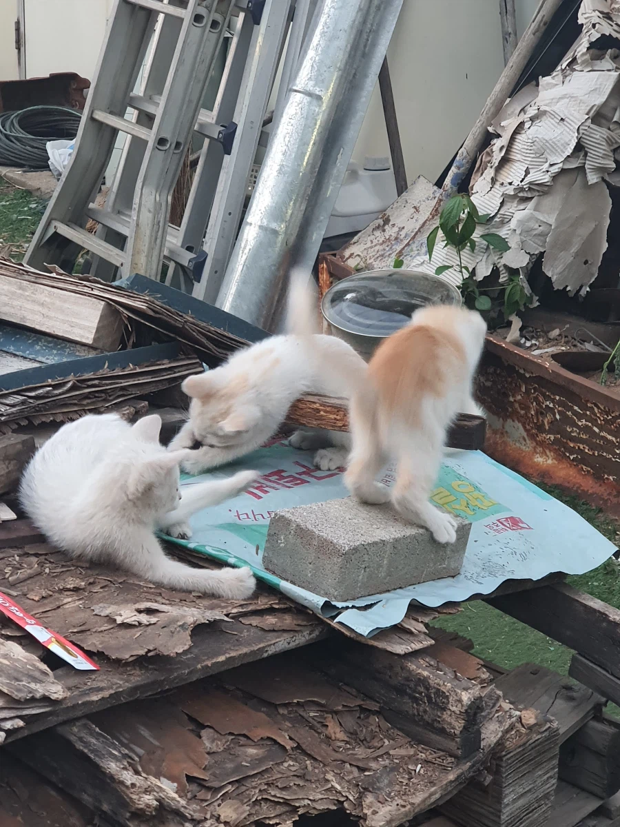 길 가다 찍은 고양이 사진인데