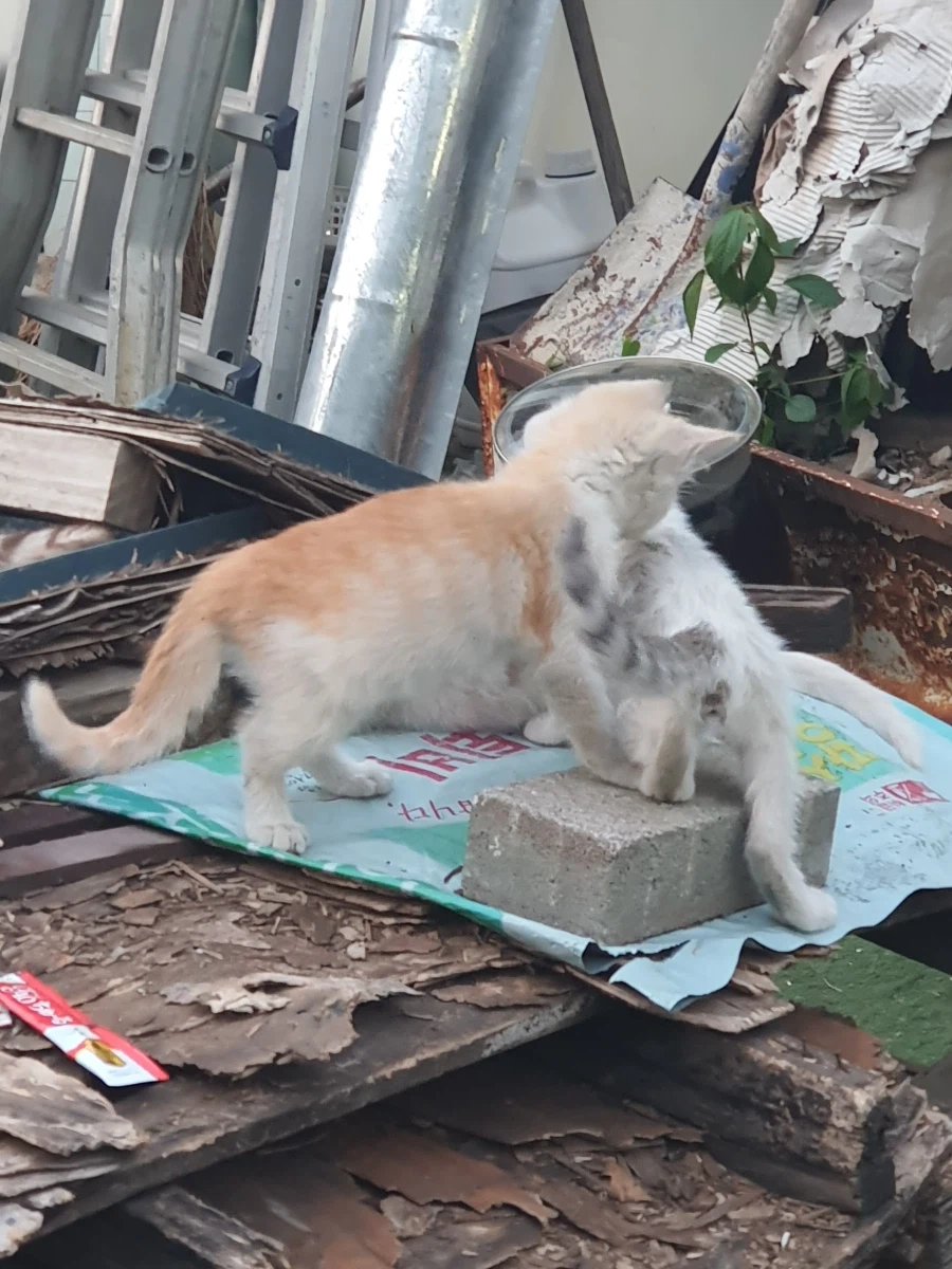 길 가다 찍은 고양이 사진인데