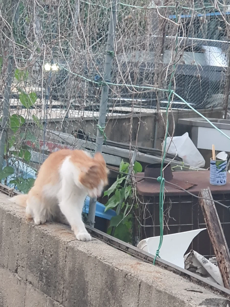 길 가다 찍은 고양이 사진인데