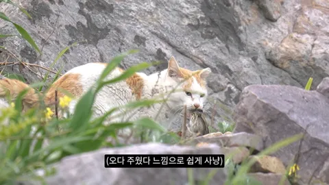 새덕후) 고양이가 새들을 학살하는 섬. 정말 심각합니다.