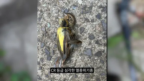 새덕후) 고양이가 새들을 학살하는 섬. 정말 심각합니다.