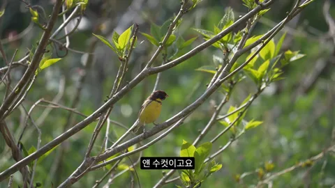 새덕후) 고양이가 새들을 학살하는 섬. 정말 심각합니다.