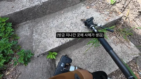 새덕후) 고양이가 새들을 학살하는 섬. 정말 심각합니다.