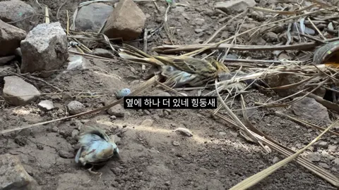새덕후) 고양이가 새들을 학살하는 섬. 정말 심각합니다.