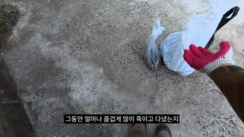 새덕후) 고양이가 새들을 학살하는 섬. 정말 심각합니다.