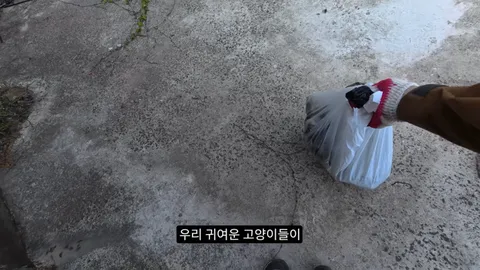 새덕후) 고양이가 새들을 학살하는 섬. 정말 심각합니다.