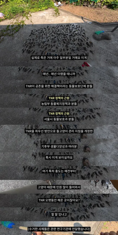새덕후) 고양이가 새들을 학살하는 섬. 정말 심각합니다.