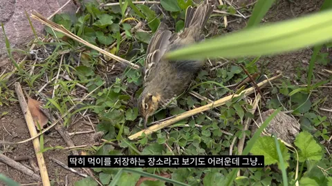새덕후) 고양이가 새들을 학살하는 섬. 정말 심각합니다.